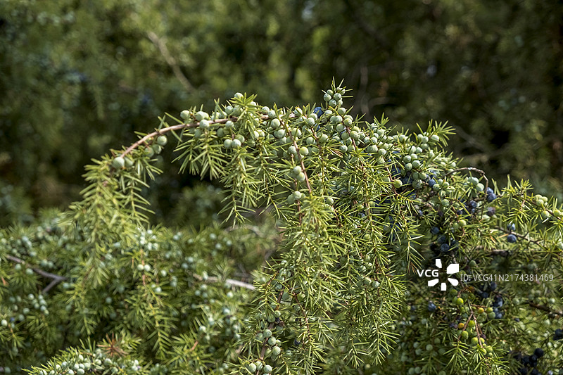普通杜松（Juniperus communis），杜松树丛与成熟和未成熟的浆果，荷兰哈克斯贝亨的布尔瑟赞德自然保护区图片素材