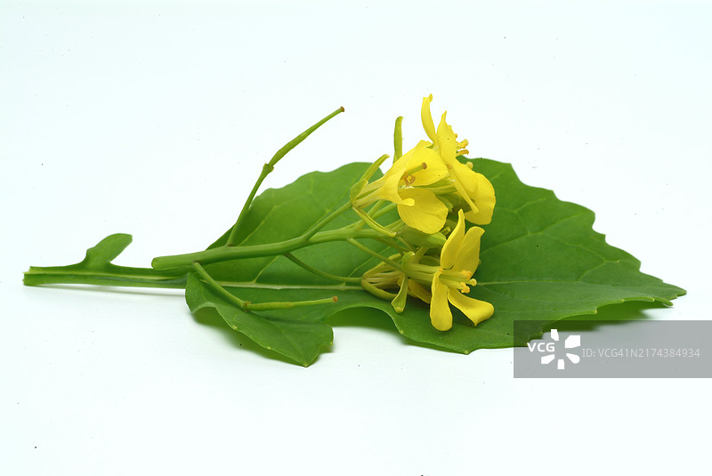 黑芥菜（Brassica nigra），十字花科芸苔属的植物，被广泛用作药用和有用的植物，或黑芥菜，是一种一年生植物，因其黑色或深棕色的种子而种植，这些种子通常图片素材