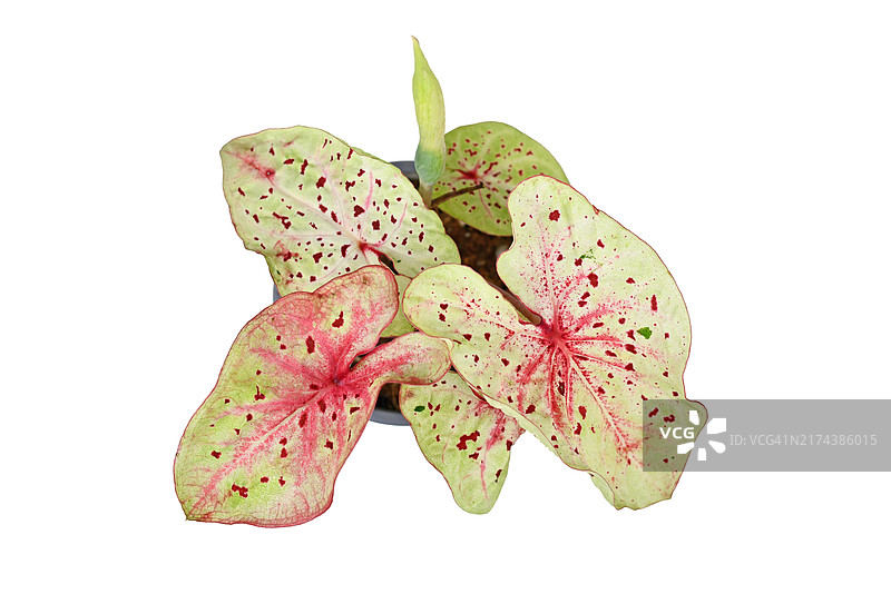奇特花叶芋盆栽俯视图，粉绿色带红点叶子，白色背景图片素材