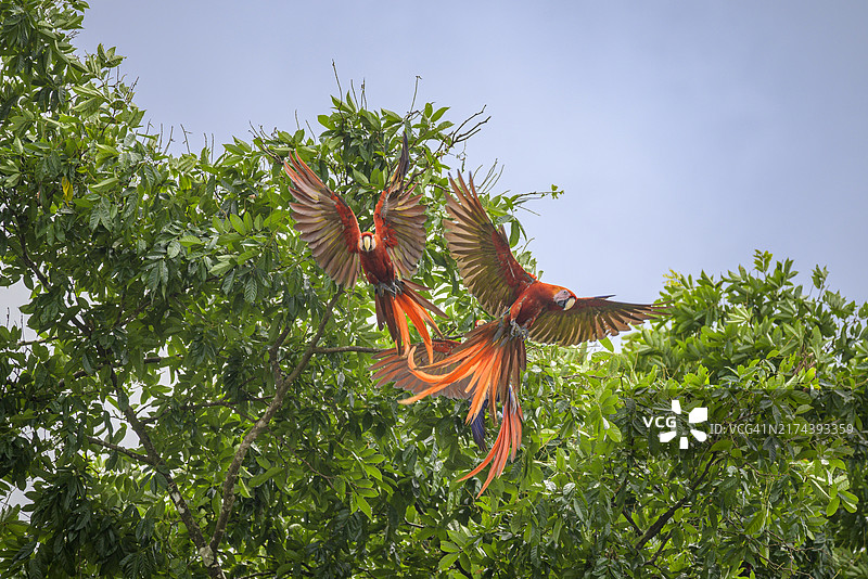 猩红金刚鹦鹉，德雷克湾，蓬塔雷纳斯省，哥斯达黎加，中美洲图片素材