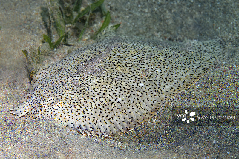条纹裸 гладко 鳎 (Pardachirus marmoratus)，位于约旦亚喀巴红海图片素材