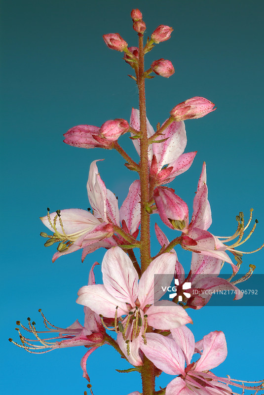 白鲜：芸香科植物，曾用作药用植物图片素材