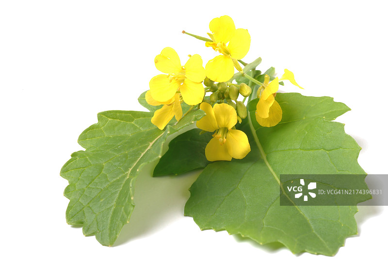 黑芥菜（Brassica nigra），十字花科芸苔属的植物，被广泛用作药用和有用的植物，或黑芥菜，是一种一年生植物，因其黑色或深棕色的种子而种植，这些种子通常图片素材