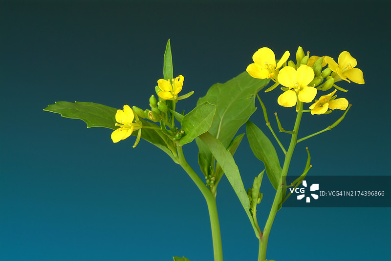 黑芥菜（Brassica nigra），十字花科芸苔属的植物，被广泛用作药用和有用的植物，或黑芥菜，是一种一年生植物，因其黑色或深棕色的种子而种植，这些种子通常图片素材