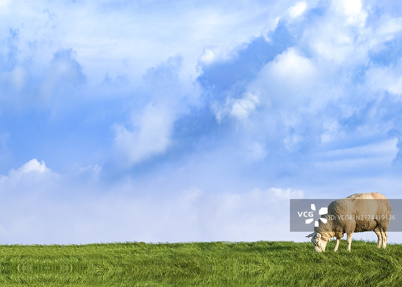 在有蓝天白云的田野里吃草的绵羊，在有复制空间的田野里吃绿色草的绵羊图片素材
