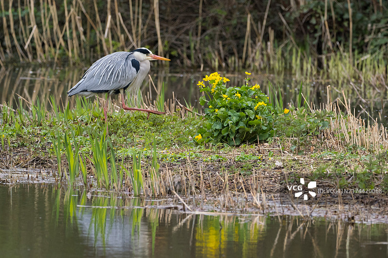 苍鹭漫步于德国黑森州沼泽地，春意盎然图片素材