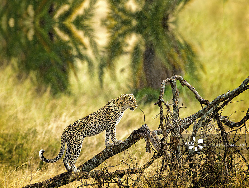 在树枝上的猎豹，位于坦桑尼亚塞伦盖蒂的树上图片素材