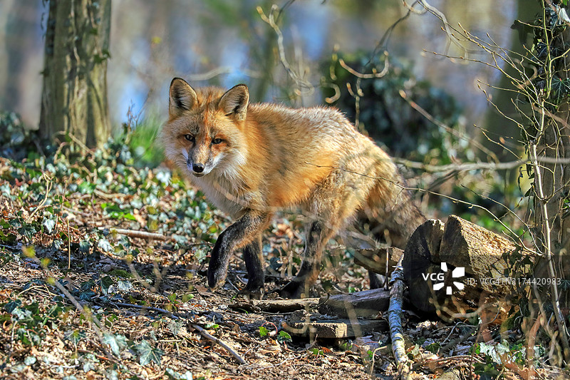 红色狐狸在森林中奔跑，德国北莱茵-威斯特法伦图片素材