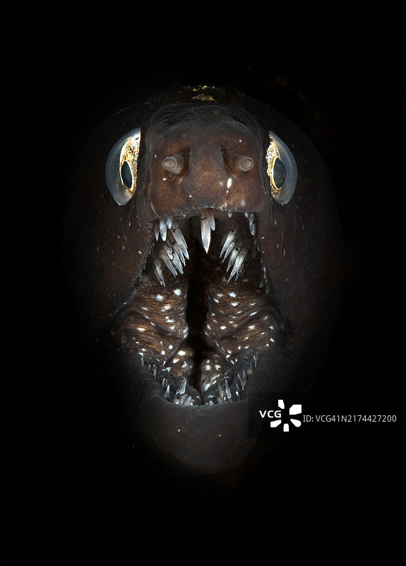 张口裸胸鳝（地中海）图片素材