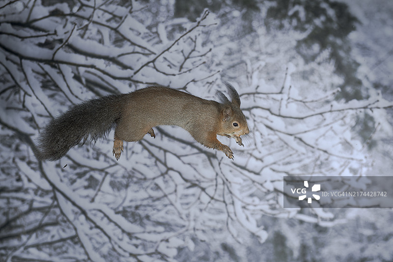 德国北莱茵-威斯特法伦冬季森林中的欧亚红松鼠图片素材