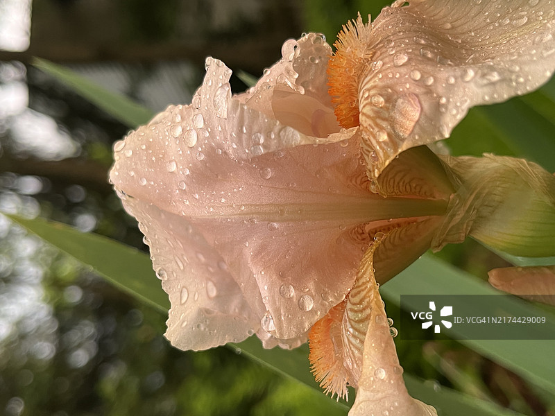 覆盖着闪亮雨滴的桃色鸢尾花图片素材