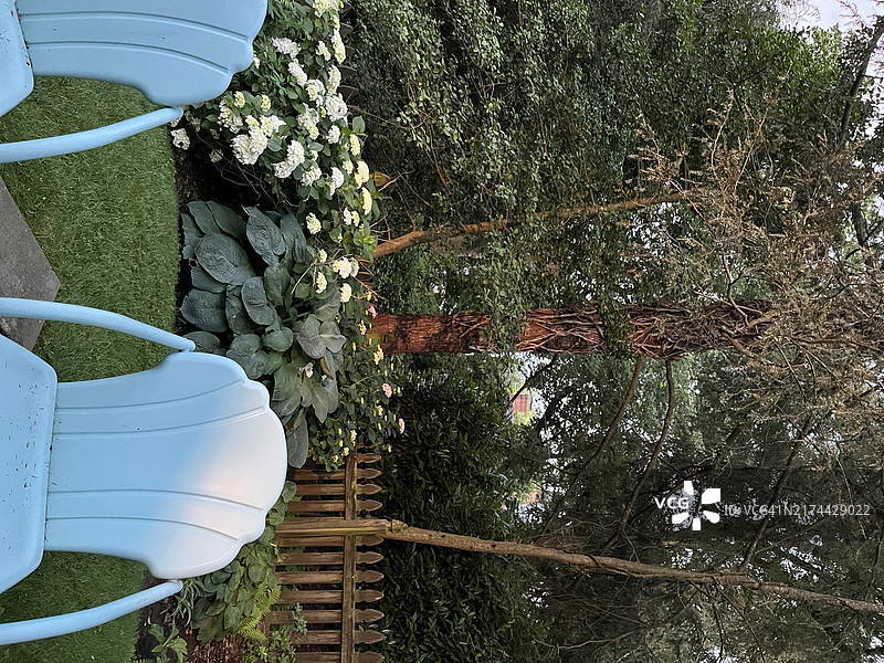 夏季花园中的绣球花、巨型玉簪和蓝色复古椅子图片素材