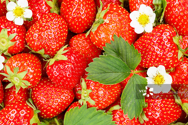 草莓与花叶背景图片素材