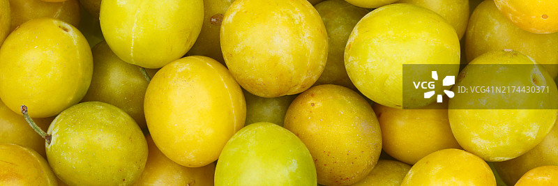 米拉贝尔黄香李果实背景全景图片素材