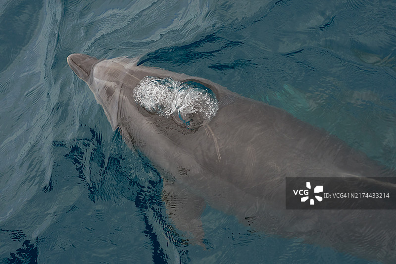 瓶鼻海豚图片素材