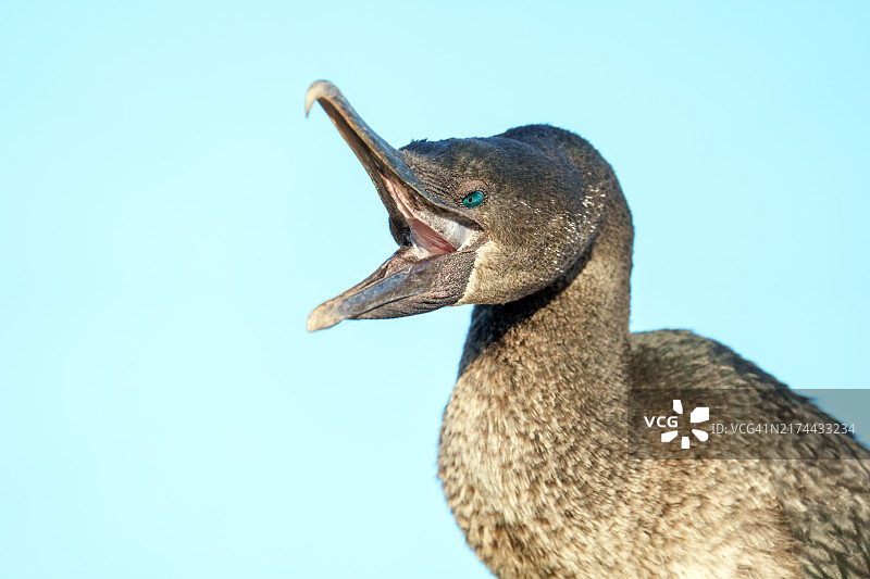 不会飞的鸬鹚鸣叫图片素材
