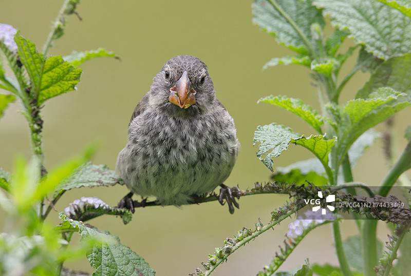 雌性地雀图片素材