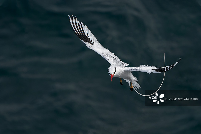 红嘴热带鸟图片素材