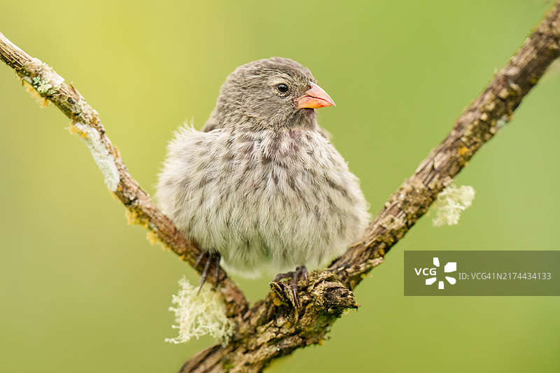 小型地雀雌鸟图片素材