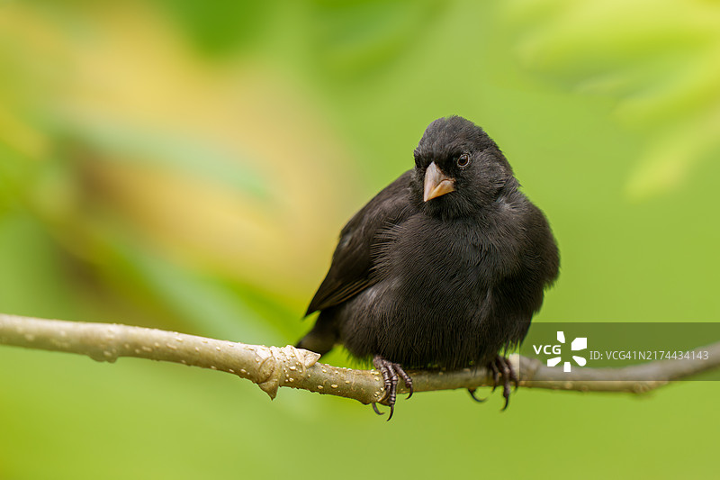 小地雀（雄性）图片素材