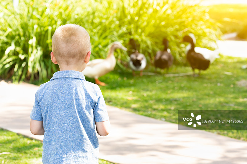在公园里观看鸭子的好奇小男孩图片素材
