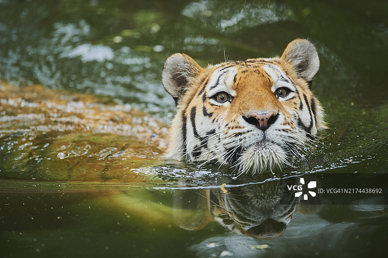 西伯利亚虎（东北虎）在湖中游泳，人工饲养，分布于俄罗斯和中国东北图片素材