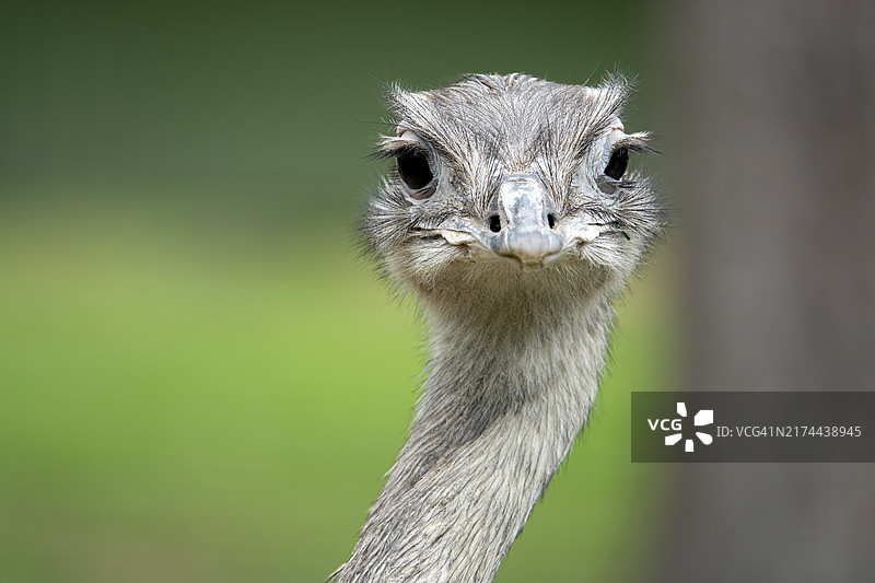 美洲鸵鸟，原产地：巴西东北部，玻利维亚东部至阿根廷图片素材