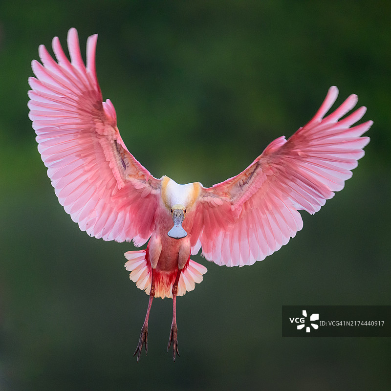 飞来的琵鹭图片素材