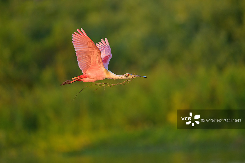 琵鹭与葡萄藤图片素材