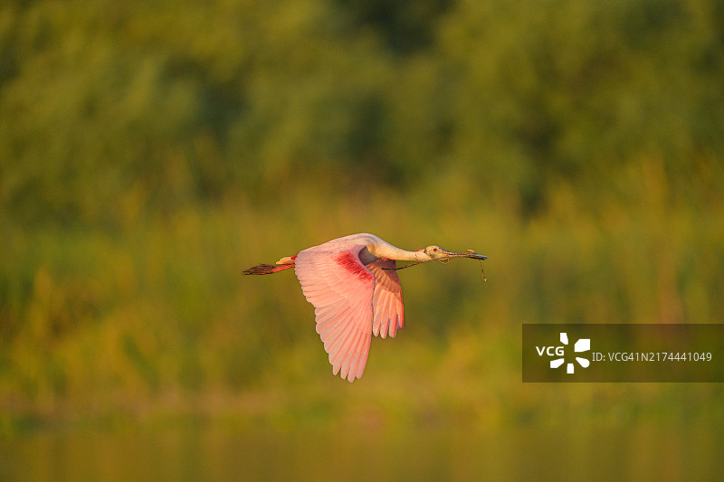 琵鹭与树枝图片素材