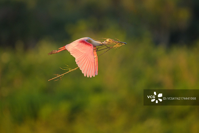 琵鹭与树枝图片素材