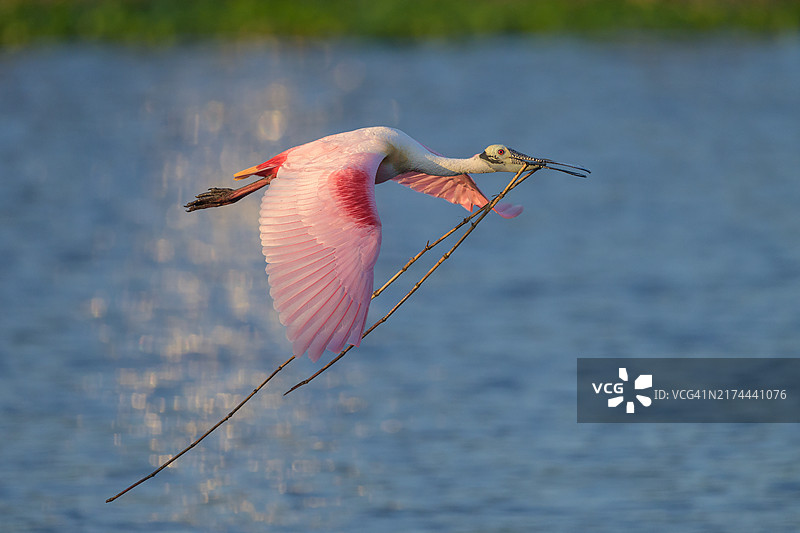 琵鹭与树枝图片素材