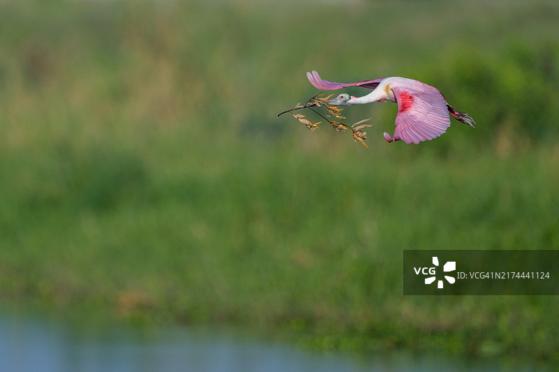 琵鹭与树枝图片素材