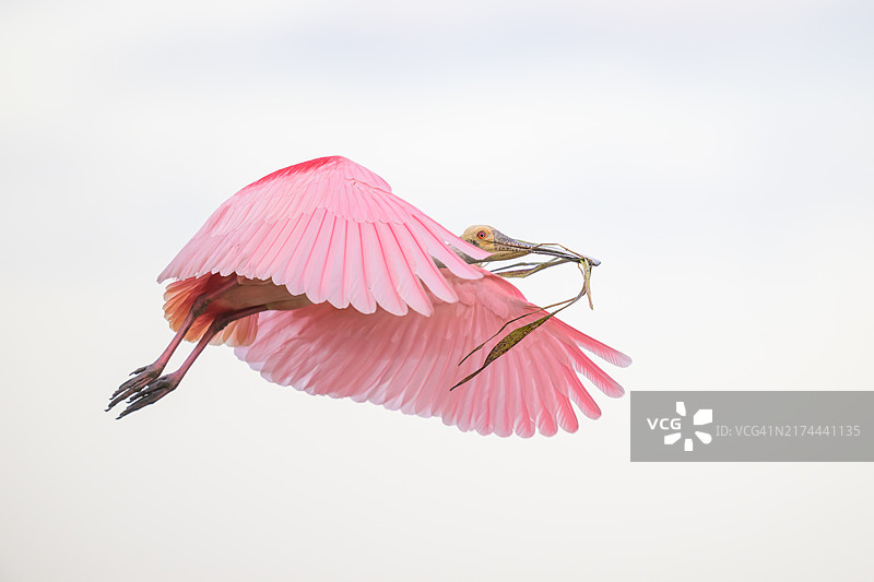 琵鹭带着筑巢材料起飞图片素材