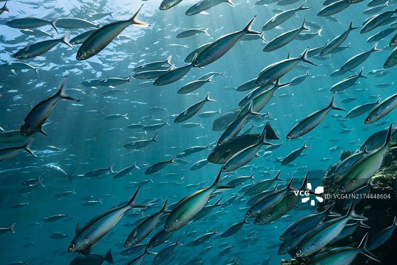 蓝黄金色鱼，特里同湾，印度尼西亚图片素材