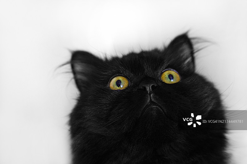 波斯黑猫图片素材