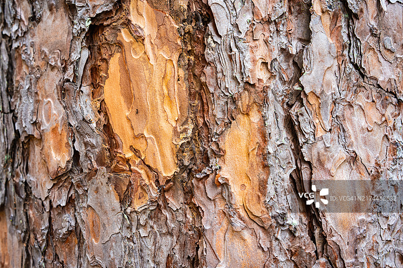 树皮全画幅照片图片素材