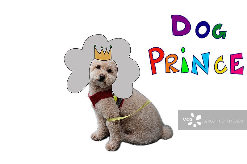 戴假发的狗图片拼贴图片素材