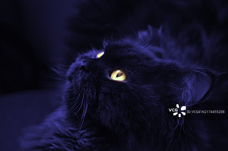 万圣节黑猫图片素材