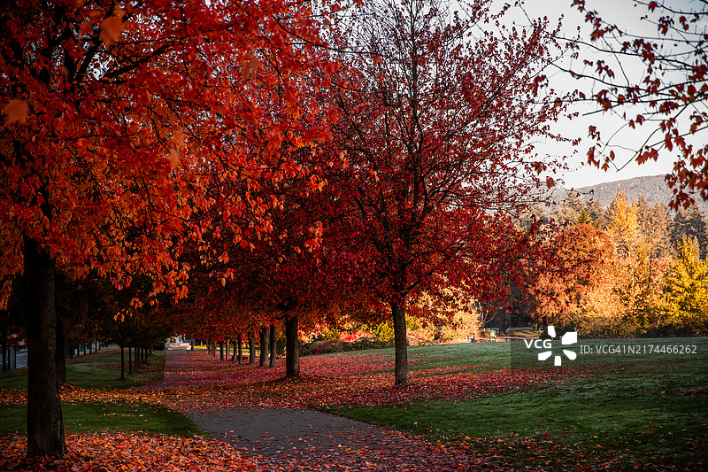 温哥华斯坦利公园的秋叶枫树图片素材
