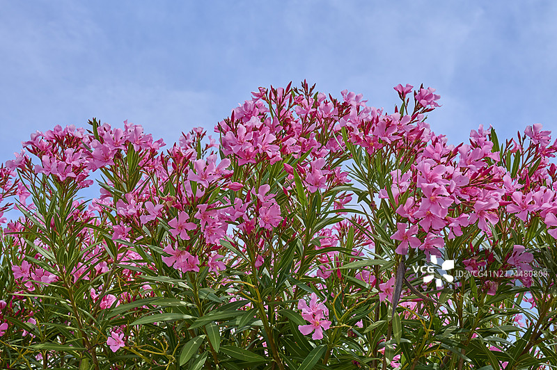 粉色开花夹竹桃，法国加尔省勒格罗迪鲁瓦图片素材