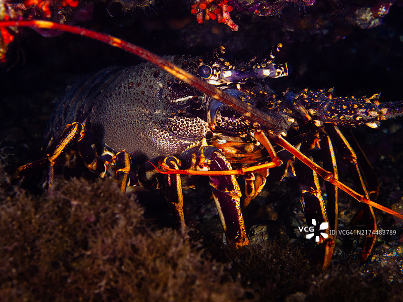 地中海海域的欧洲龙虾图片素材