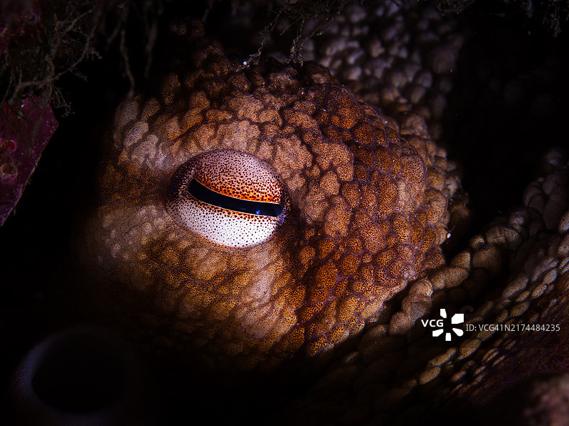 水下拍摄的章鱼图片素材