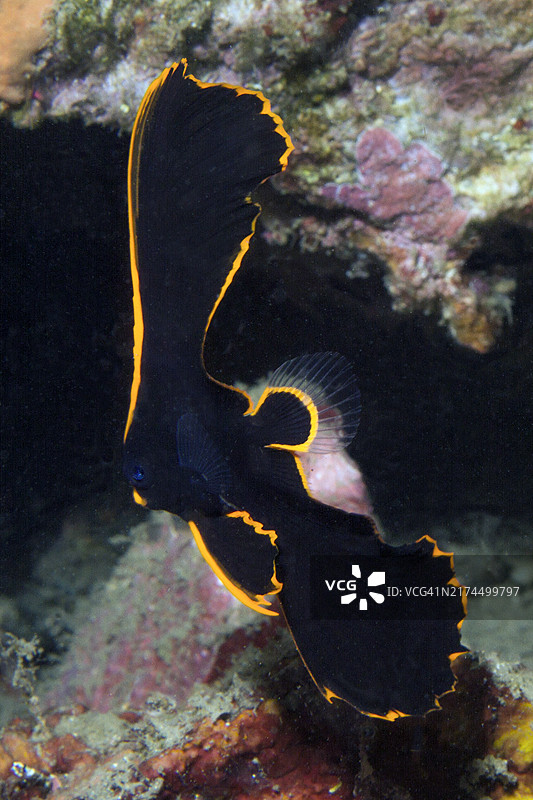 幼年燕鱼图片素材