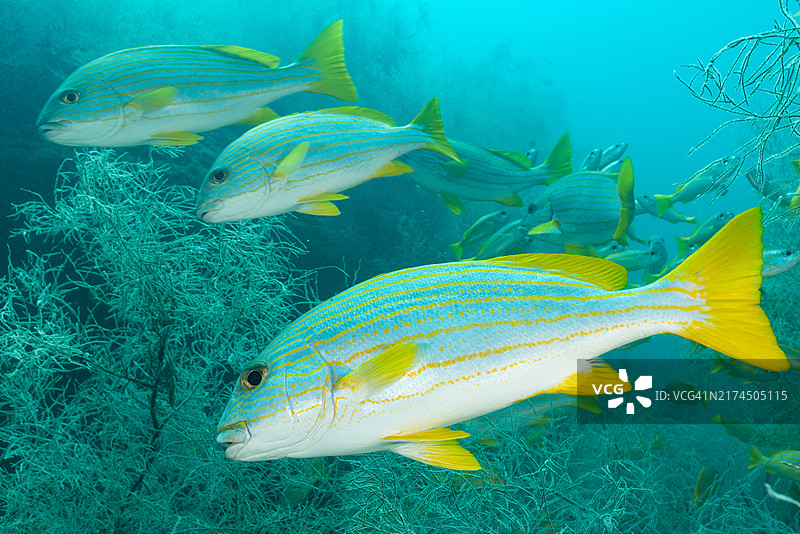 印尼特里同湾黑珊瑚林中的黄带石鲈图片素材