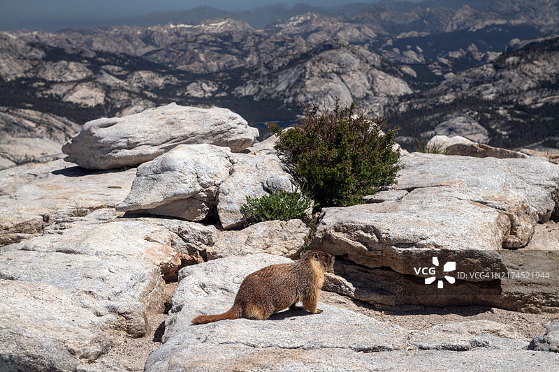 云雾休息峰顶上的黄腹旱獭图片素材
