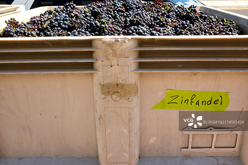 仙粉黛葡萄图片素材