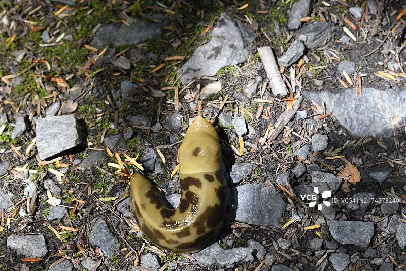 太平洋香蕉蛞蝓图片素材