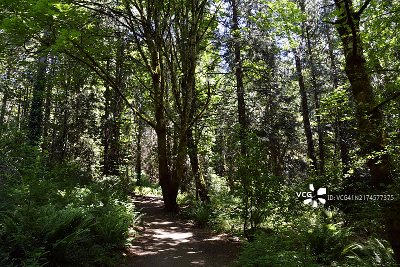幽深森林图片素材