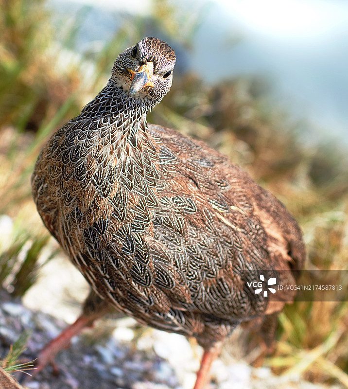 南非西开普省的纳塔尔鹧鸪图片素材